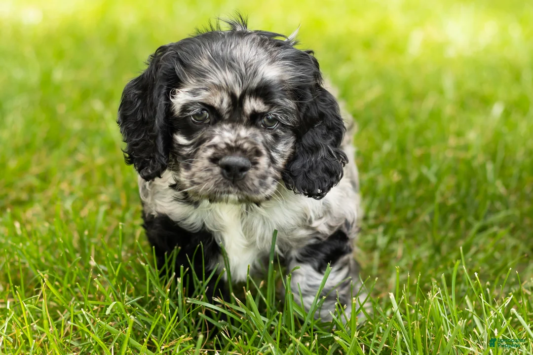 Cocker Spaniel dogs for sale: Cash  - Ad 2