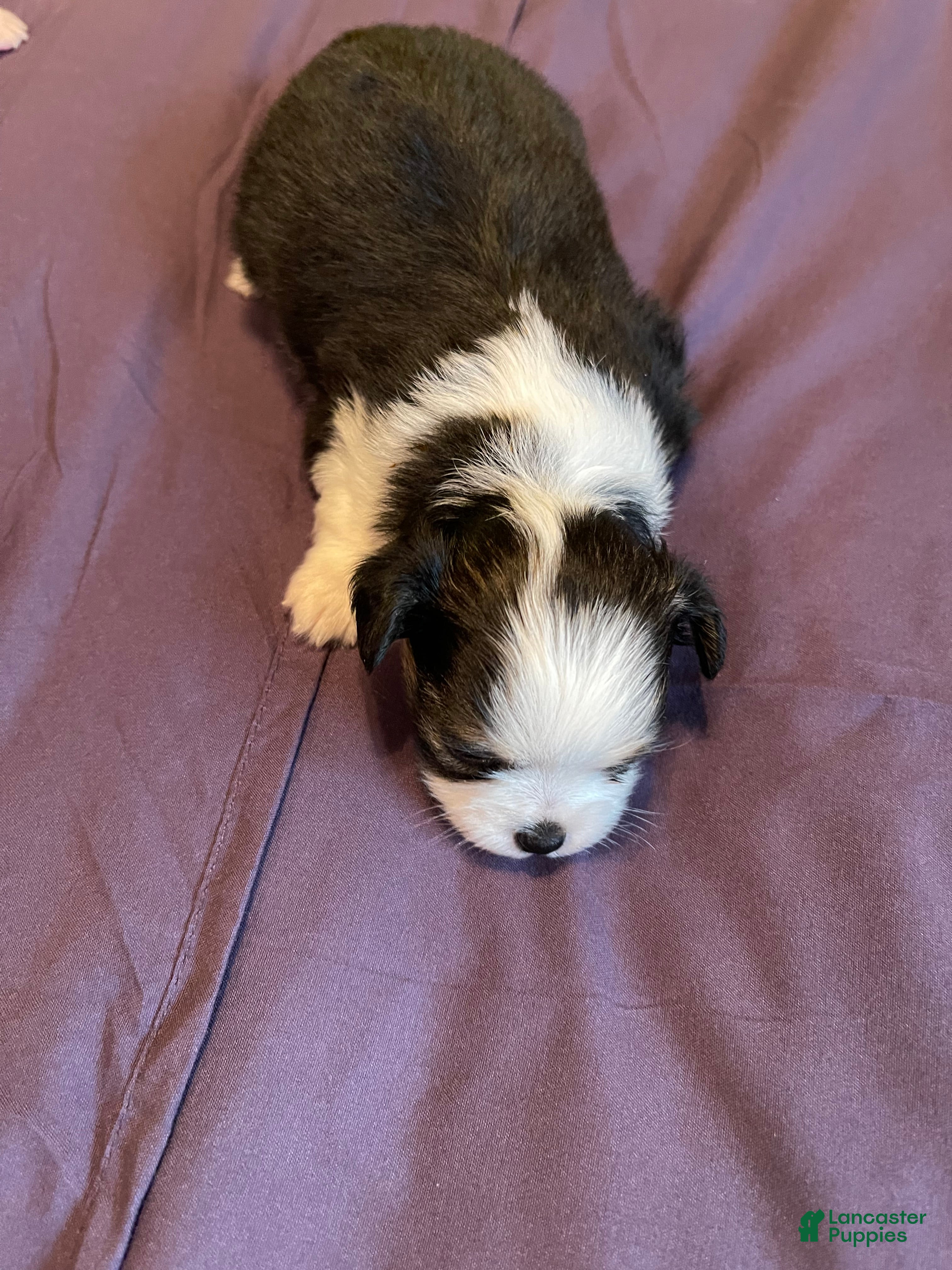 Chihuahua dogs for sale: Chihuahua 6 - Ad 2