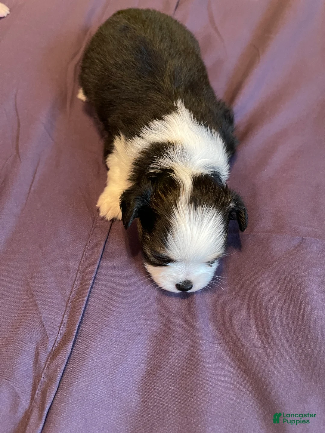Chihuahua dogs for sale: Chihuahua 6 - Ad 2