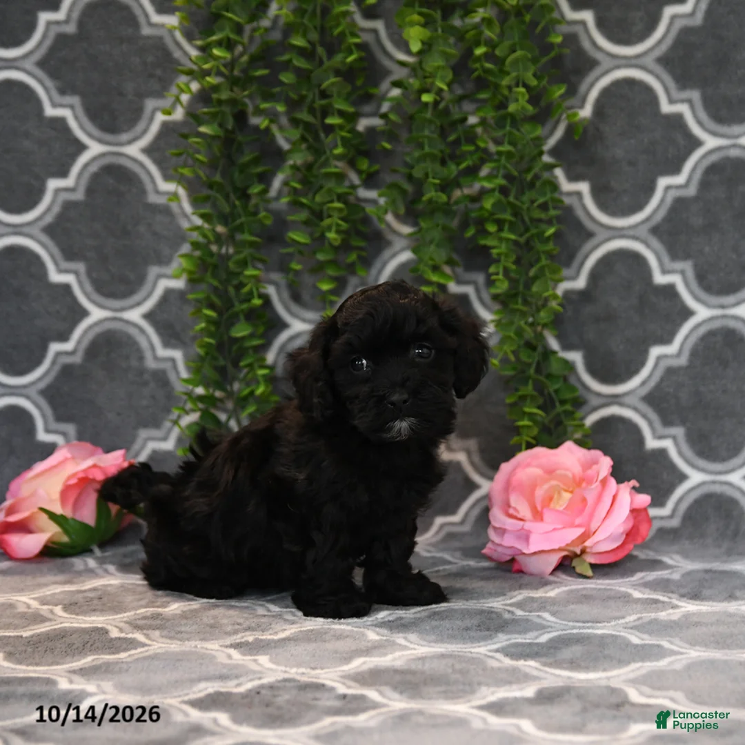 Havapoo dogs for sale: Beth - Ad 2