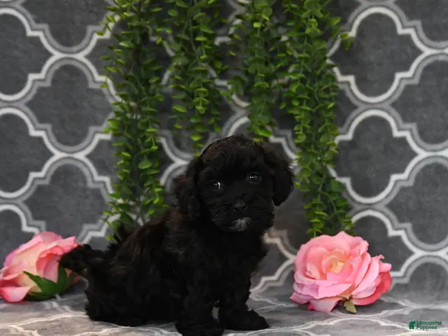 Havapoo dogs for sale: Beth - Ad 2