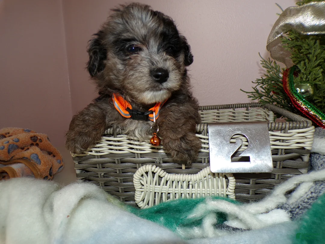 Pomapoo dogs for sale: Pomapoo Puppy 2 McKayla - Ad 3