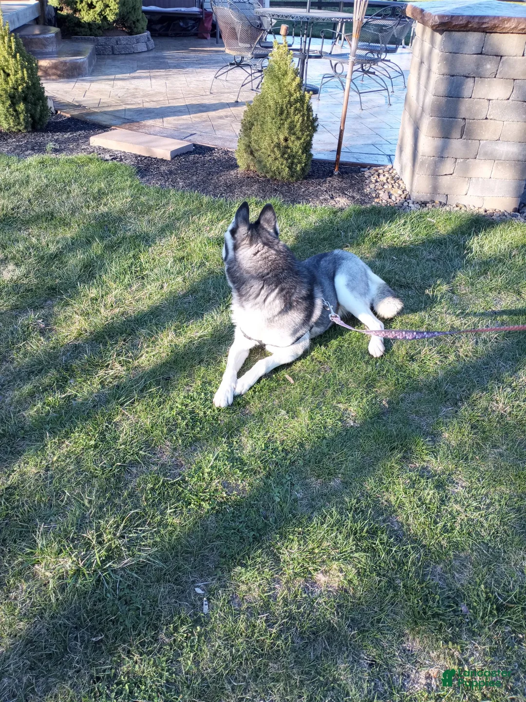 Siberian Husky dogs for sale: Everest - Ad 6