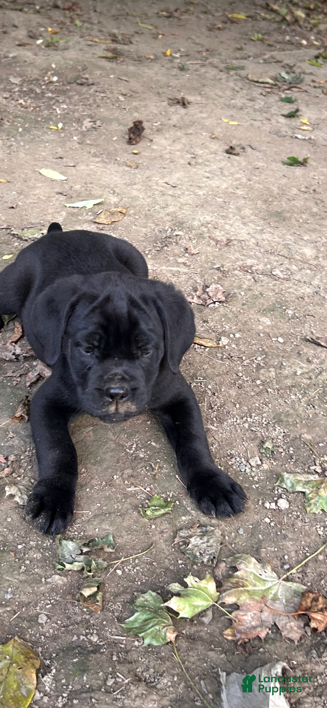 Cane Corso dogs for sale: Scruff  - Ad 6