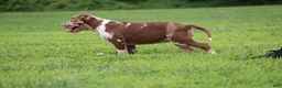 American Bully dogs for sale: Polaris - Ad 10