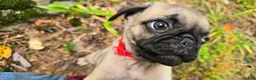 Pug dogs for sale: Bo - Ad 13