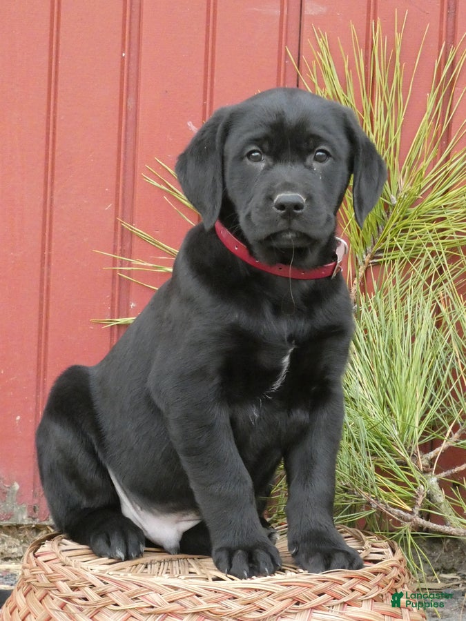 Mixed Breed dogs Mocha - Ad 10