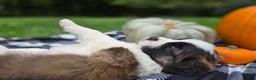 Saint Bernard dogs for sale: Penny - Ad 5