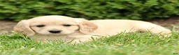 Miniature Golden Retriever dogs for sale: Travis  - Ad 3