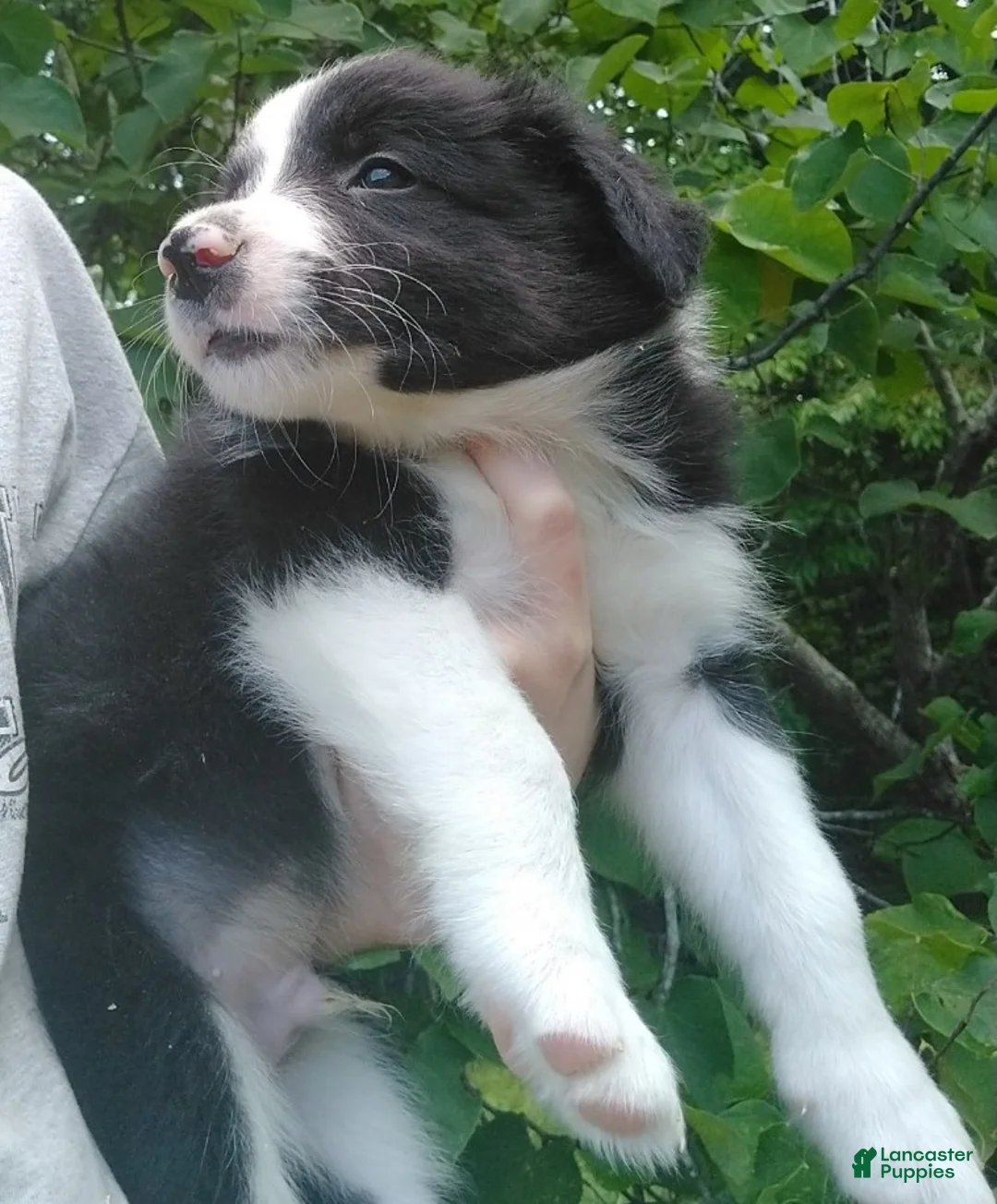 Border Collie dogs for sale: Border Collie 5 - Ad 2