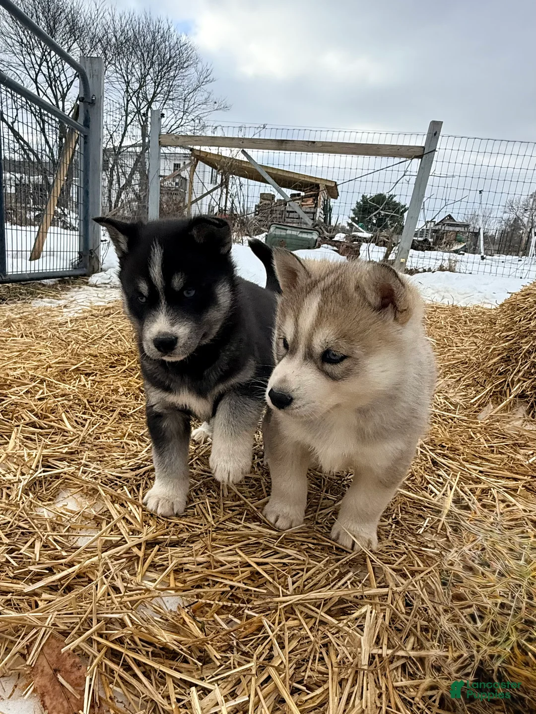 Siberian Husky dogs for sale: Zoe - Ad 7