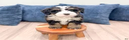 Mini Bernedoodle dogs for sale: Hank - Ad 3