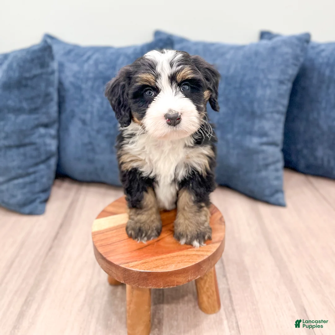 Mini Bernedoodle dogs for sale: Hank - Ad 3