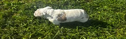 English Bulldog dogs for sale: Echo  - Ad 3