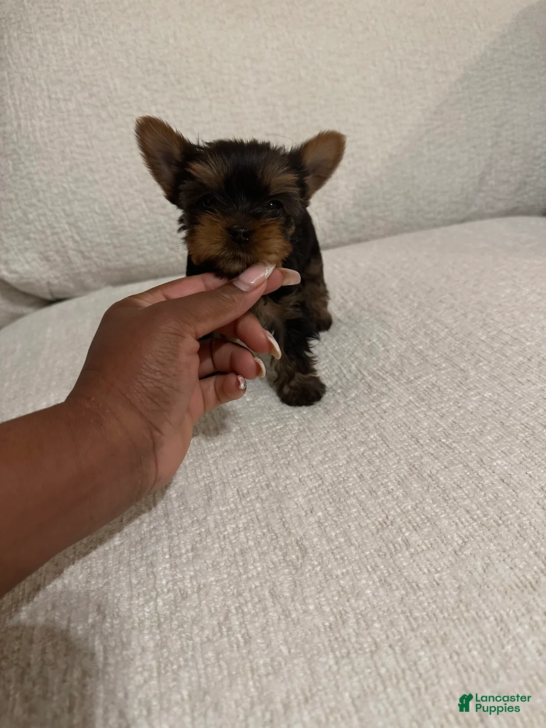 Yorkshire Terrier dogs for sale: Benny - Ad 4