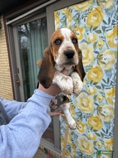 Basset Hound dogs Basset Hound Puppy 5 - Ad 1