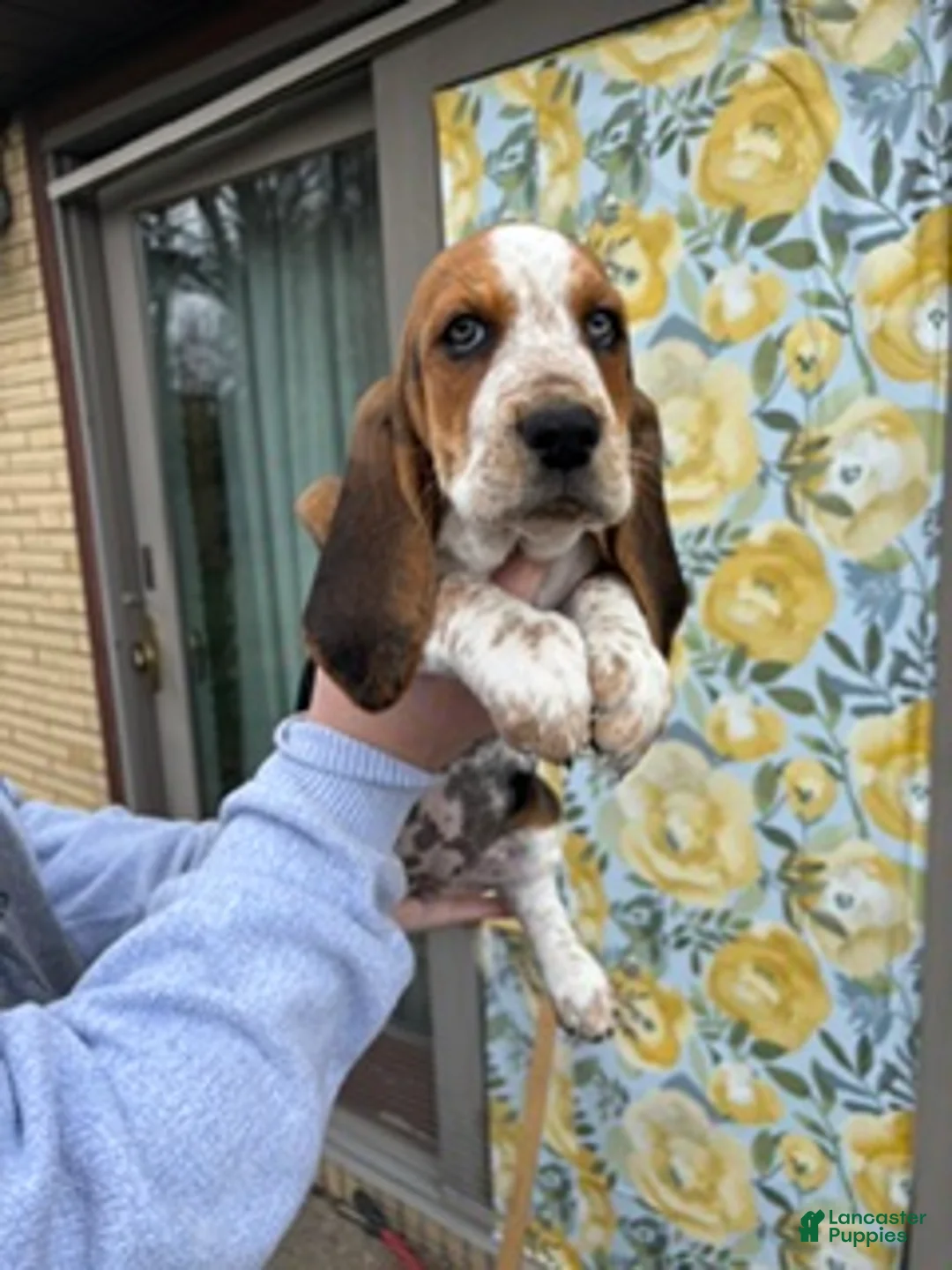 Basset Hound dogs for sale: Basset Hound Puppy 5 - Ad 1