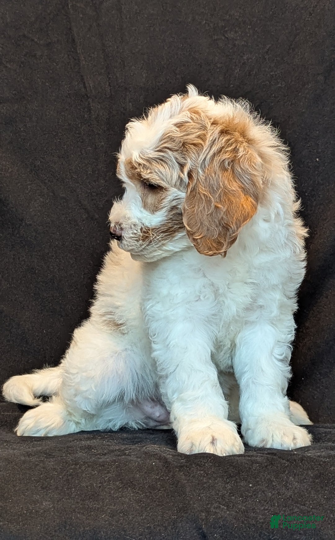 Goldendoodle dogs for sale: Honey  - Ad 9
