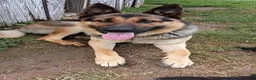 German Shepherd dogs for sale: Peanut - Ad 1
