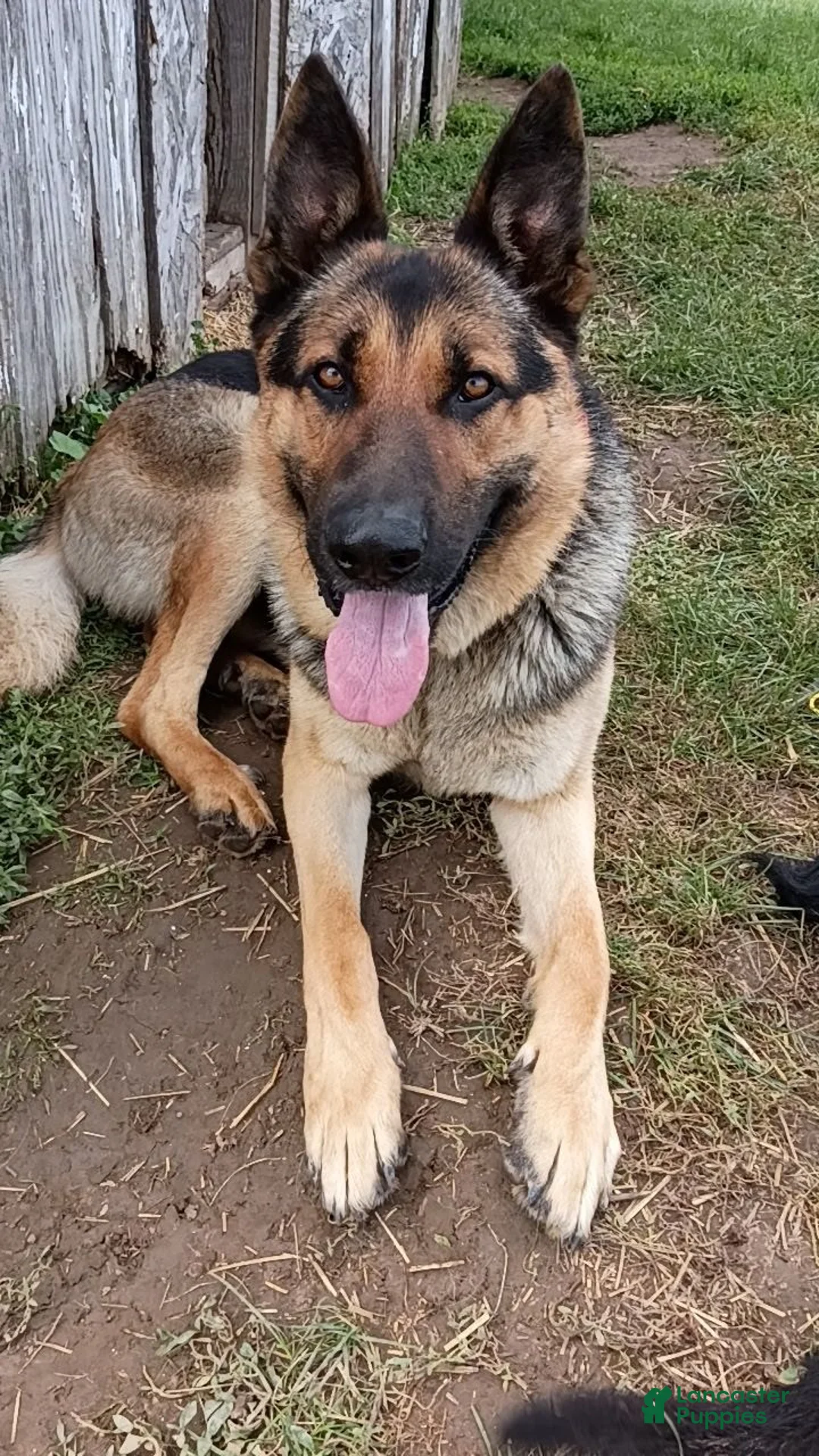 German Shepherd dogs for sale: Peanut - Ad 1