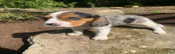 Beaglier dogs for sale: Amy - Ad 4