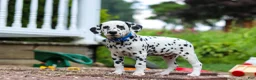 Dalmatian dogs for sale: Tasha - Ad 8