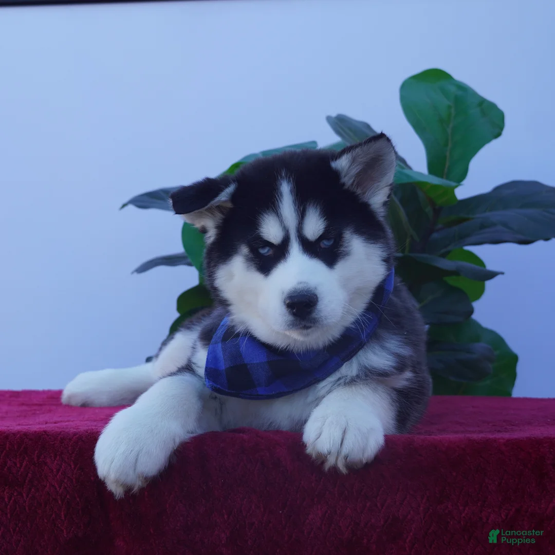 Siberian Husky dogs for sale: Rambo - Ad 2