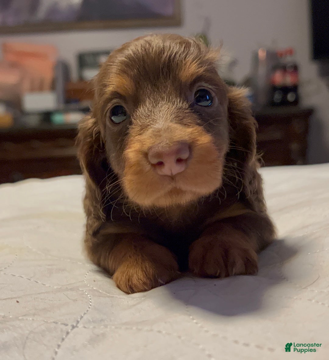 Miniature Dachshund dogs for sale: Russian overbite discounted - Ad 5