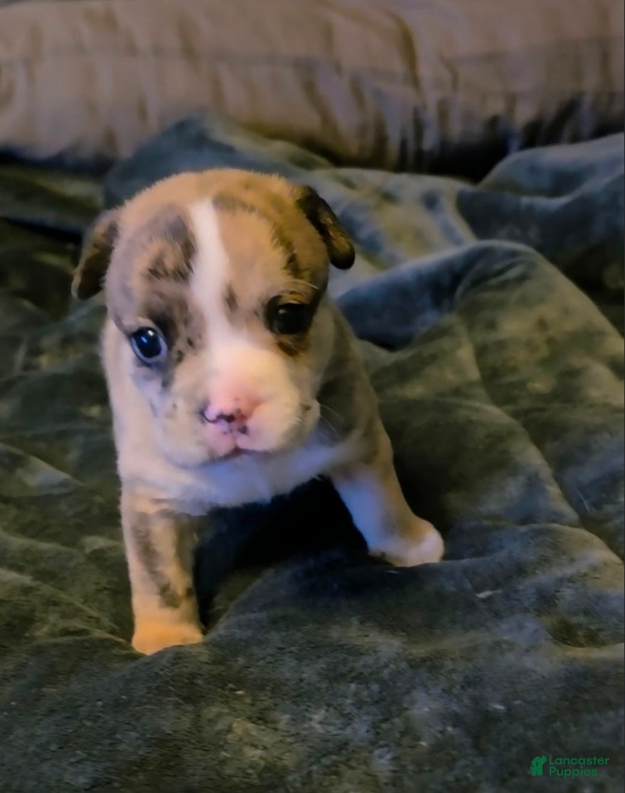 English Bulldog dogs English Bulldog Puppy 4 - Ad 6