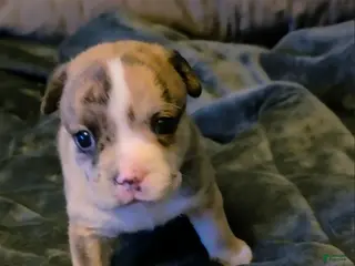 English Bulldog dogs English Bulldog Puppy 4 - Ad 6