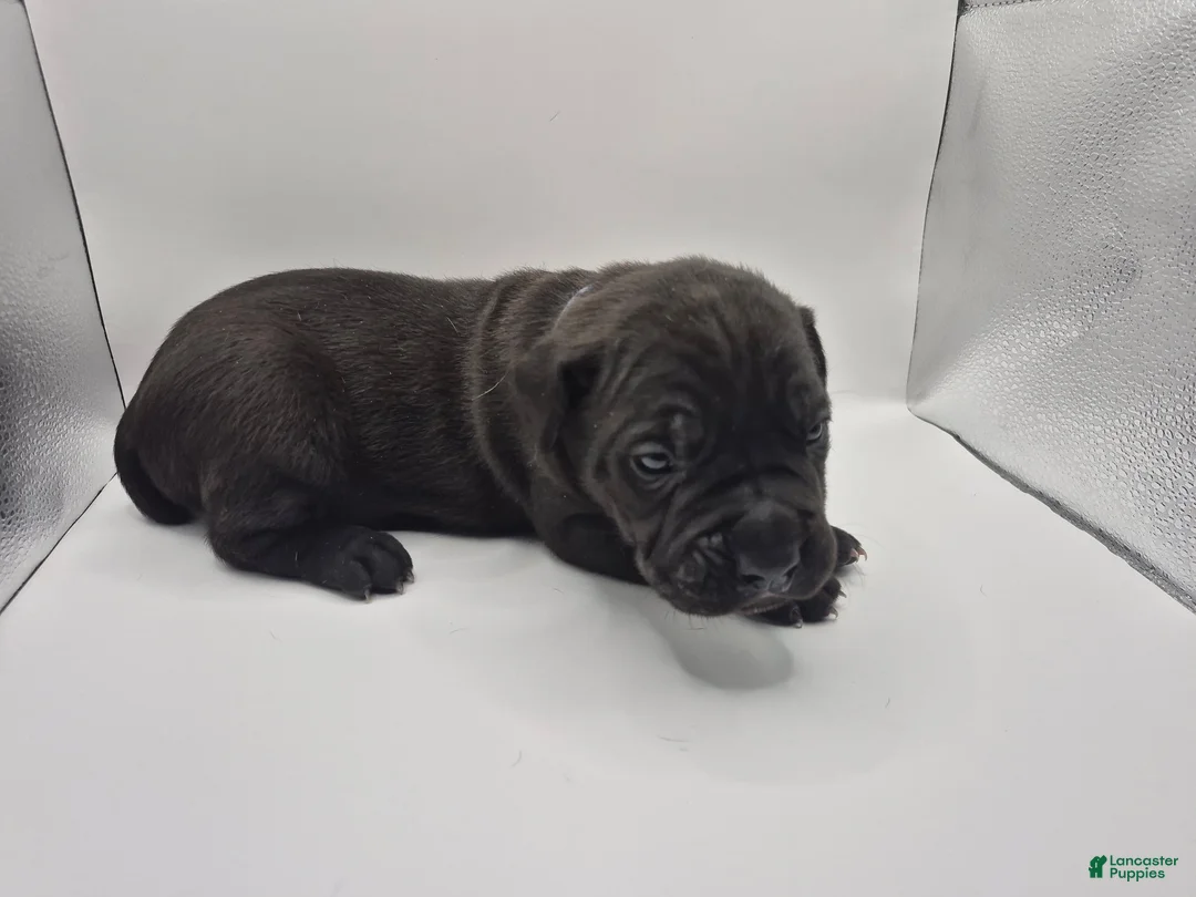 Mixed Breed dogs for sale: Light Blue collar - Ad 2