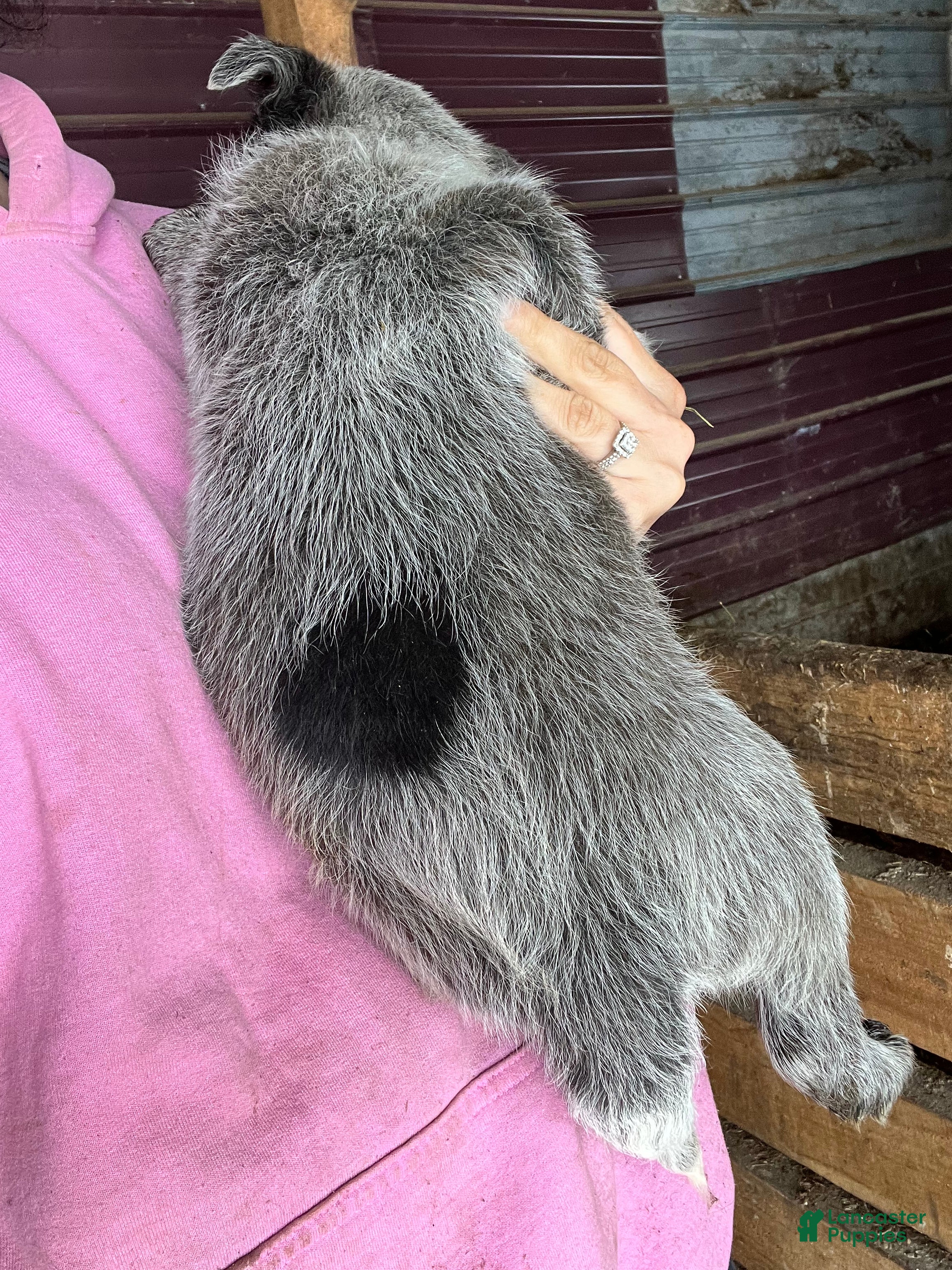 Australian Cattle Dog dogs Beefcake - Ad 23