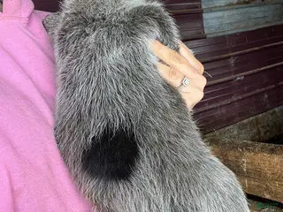 Australian Cattle Dog dogs Beefcake - Ad 23