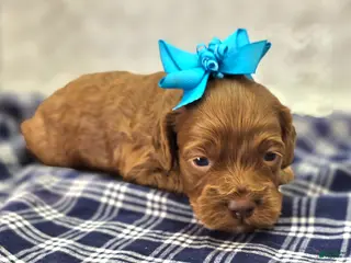 Cockapoo dogs Rime - Ad 25