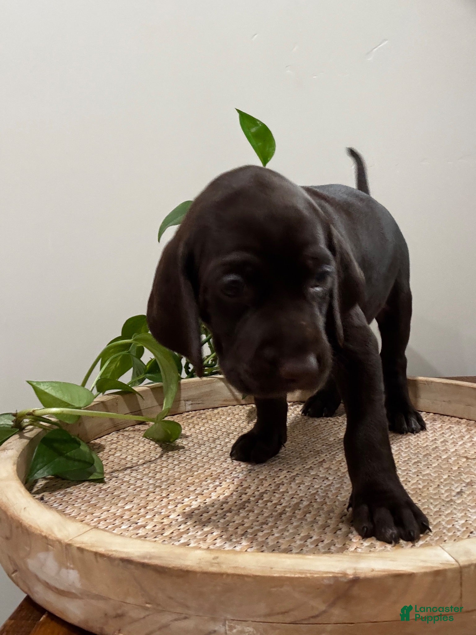 Mixed Breed dogs L Blue  - Ad 2