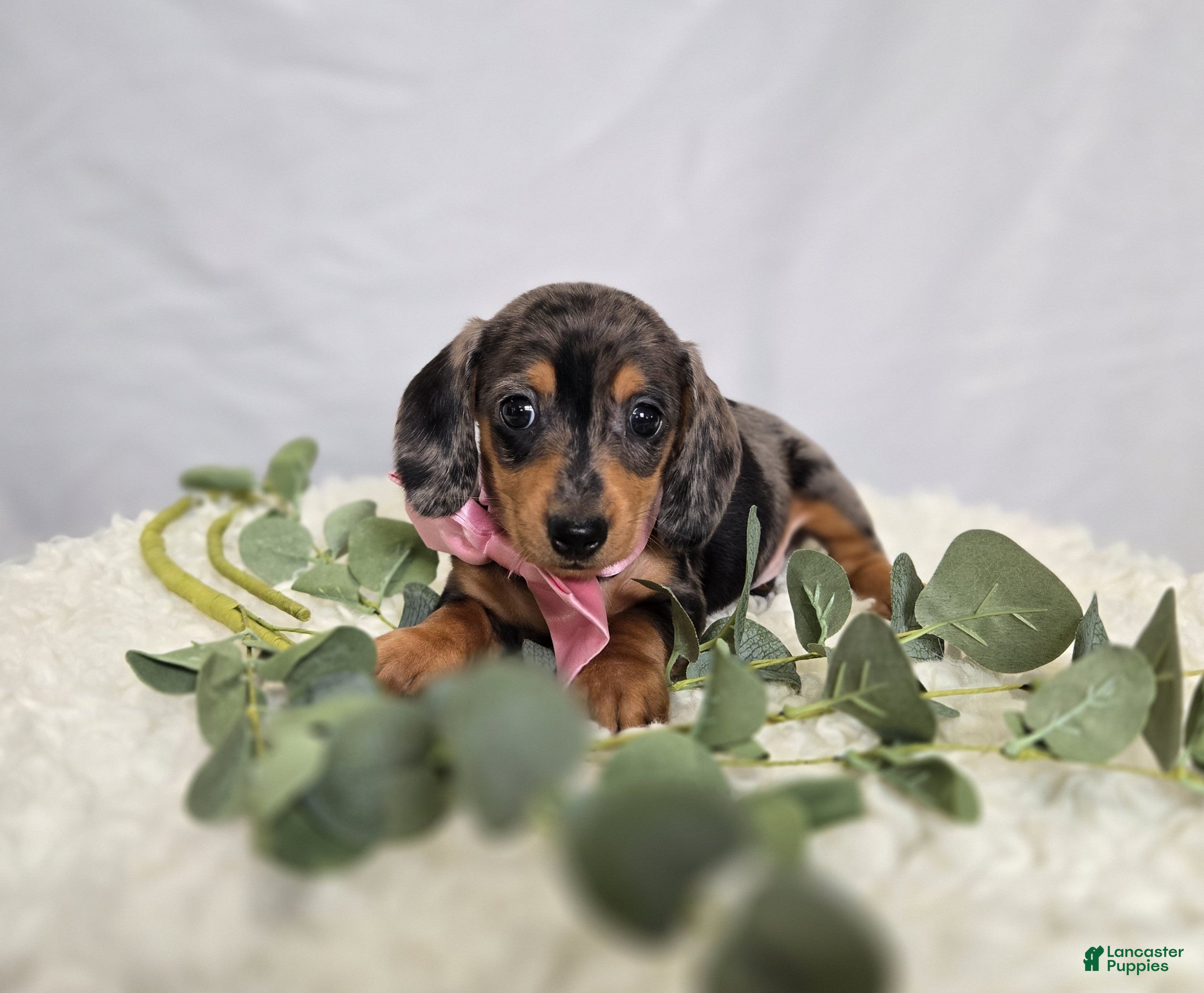 Miniature Dachshund dogs Alice - Ad 1