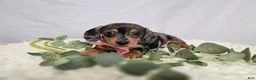 Miniature Dachshund dogs for sale: Alice - Ad 1