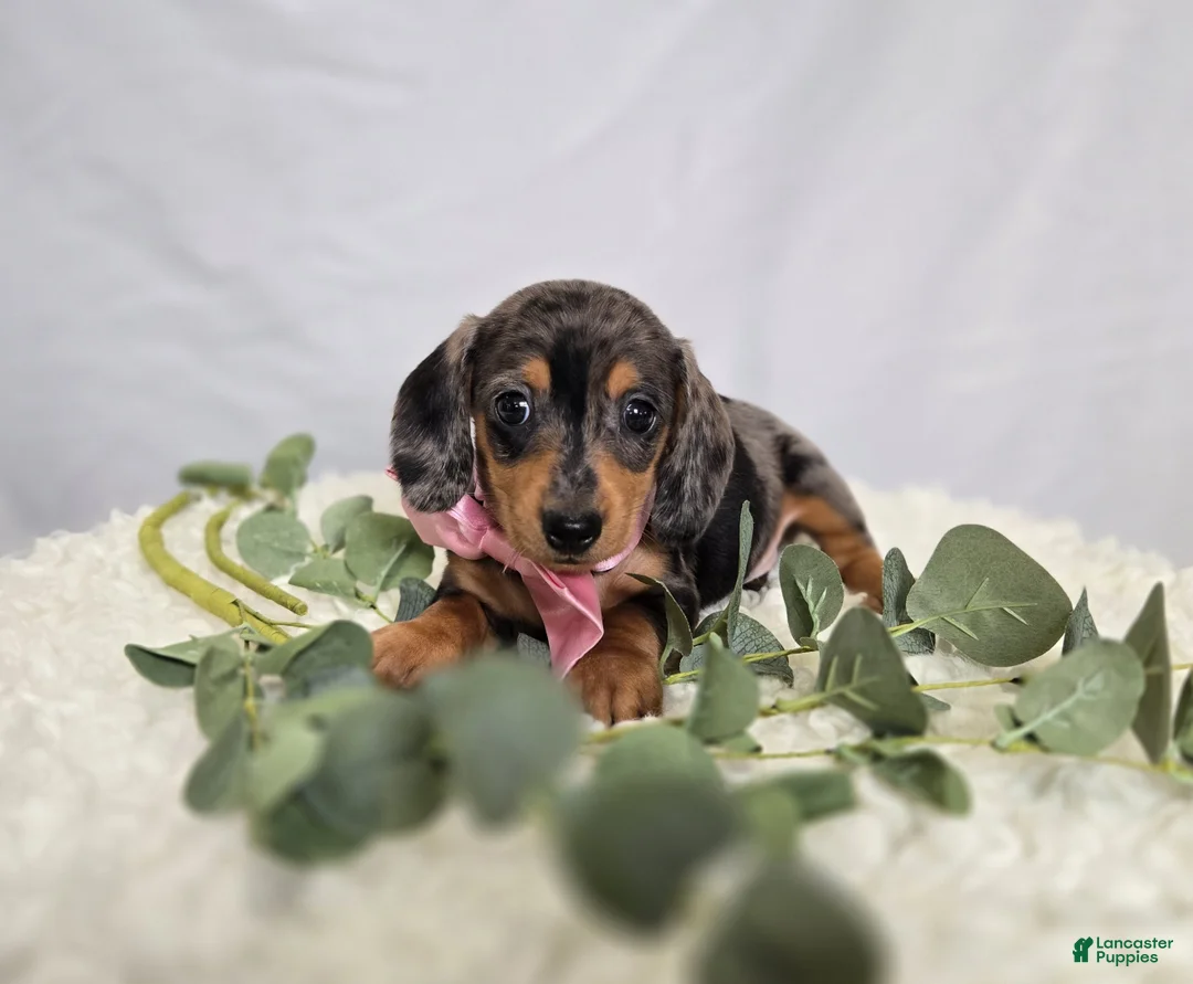 Miniature Dachshund dogs for sale: Alice - Ad 1