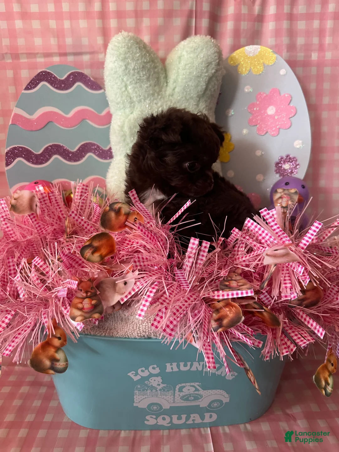 Chihuahua dogs for sale: Fury - Ad 3