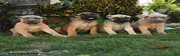 Cane Corso dogs for sale: Quigley - Ad 4