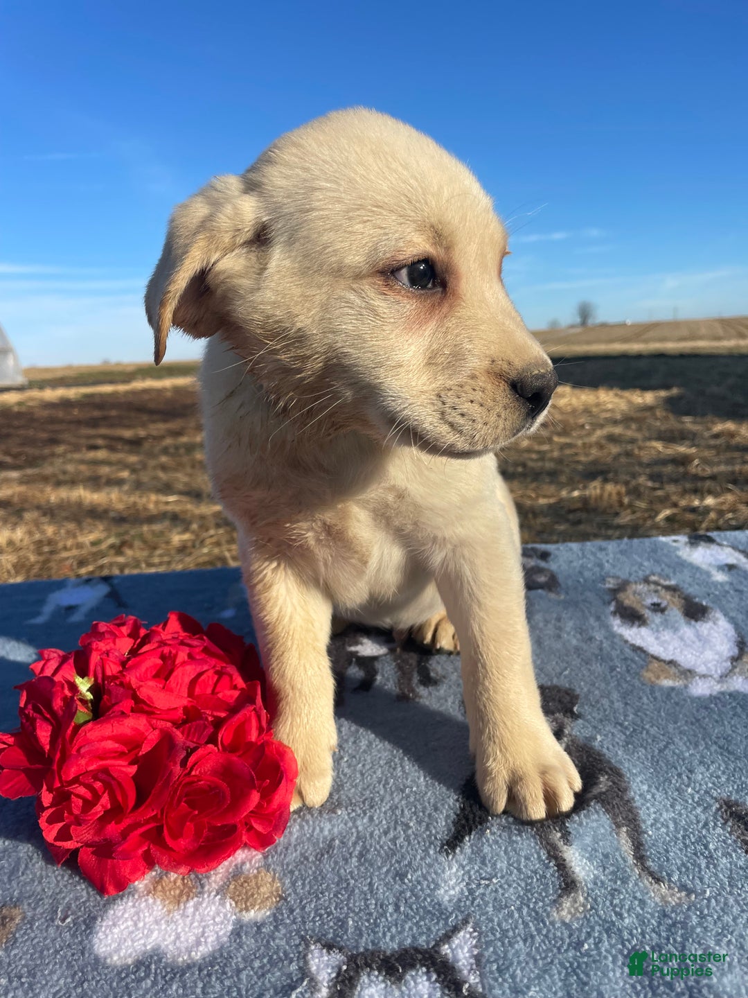 Labrador Retriever dogs for sale: Ivory - Ad 3