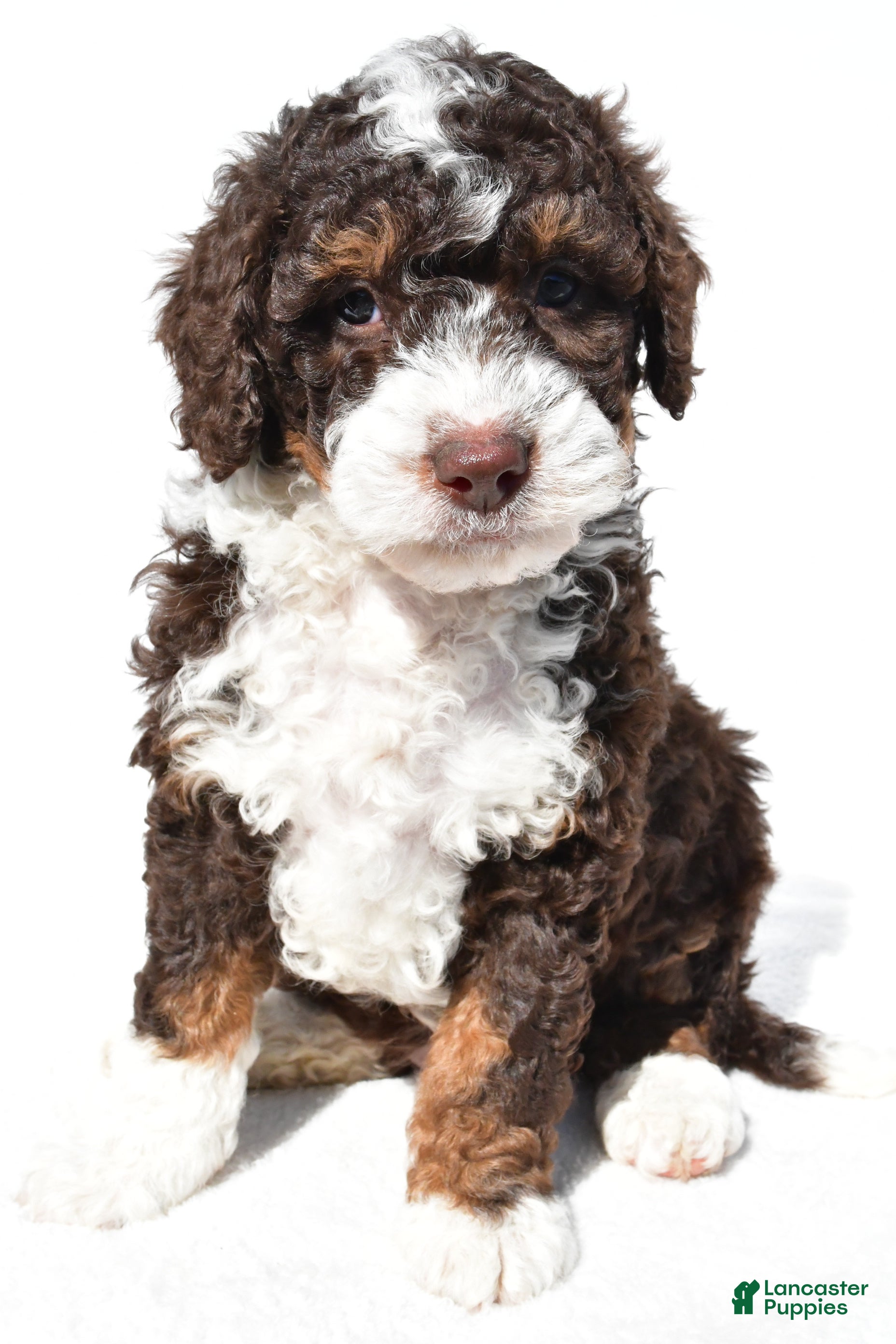 Mini Bernedoodle dogs  Derrick - Ad 2