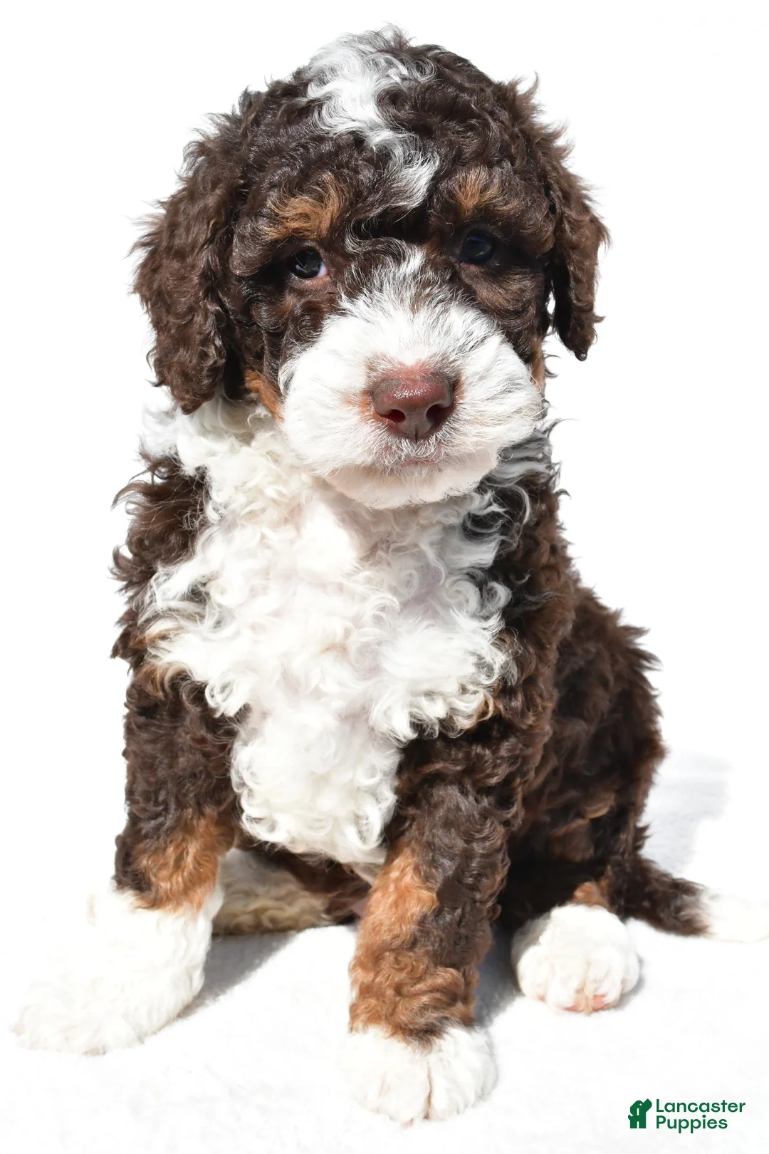 Mini Bernedoodle dogs for sale:  Derrick - Ad 2