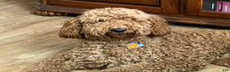 Goldendoodle dogs for sale: H25 Male Light Blue Collar - Ad 6