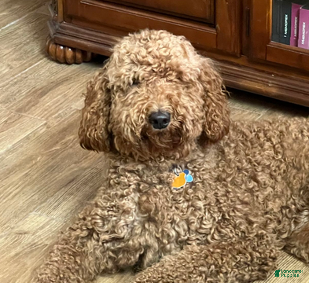 Goldendoodle dogs for sale: H25 Male Light Blue Collar - Ad 6