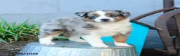 Miniature Australian Shepherd dogs for sale: Wendy - Ad 3