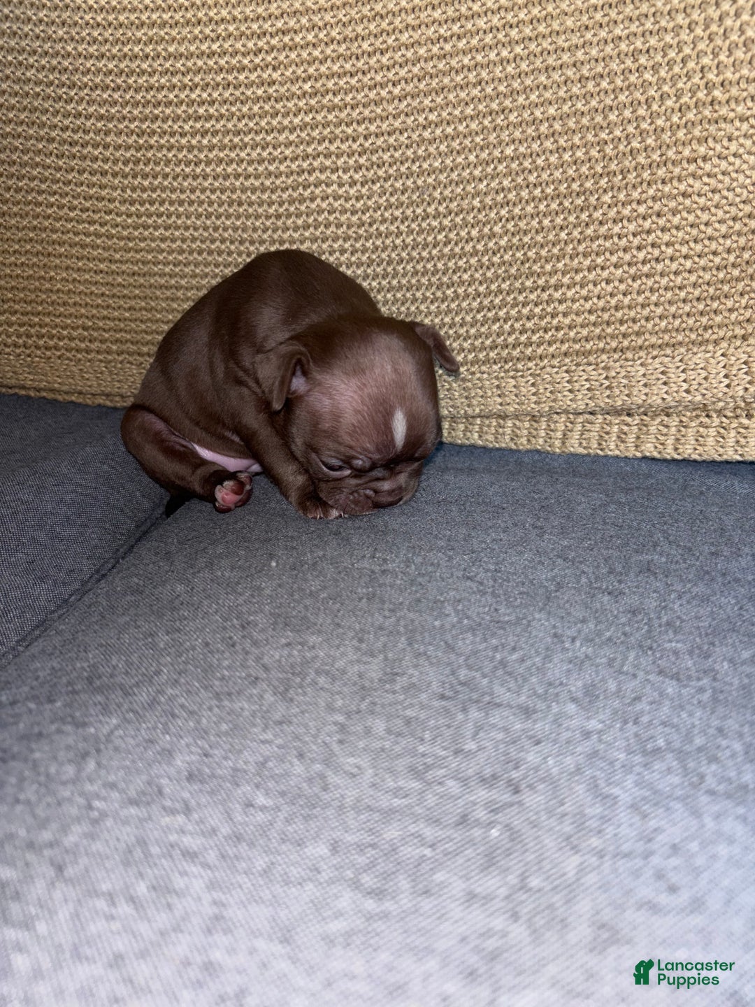 Frenchton dogs for sale: Miracle - Ad 5