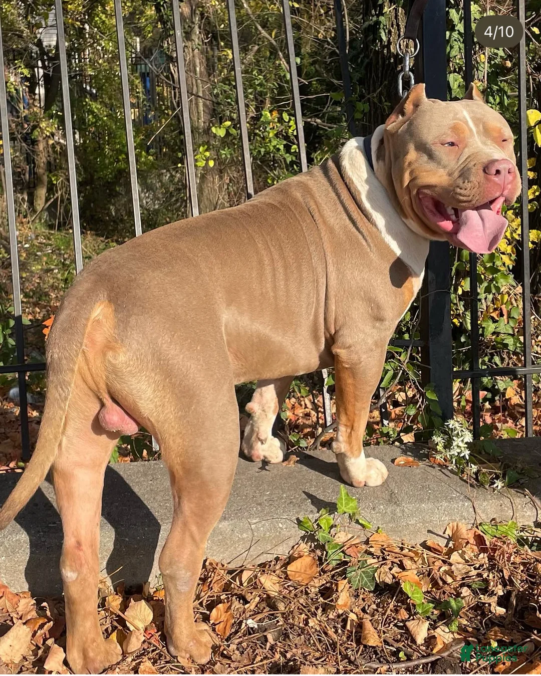 American Bully dogs for sale: Greyjoy  - Ad 9