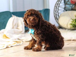 Cockapoo dogs - Ad 3