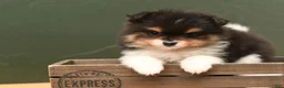 Pomeranian dogs for sale: Milo - Ad 2
